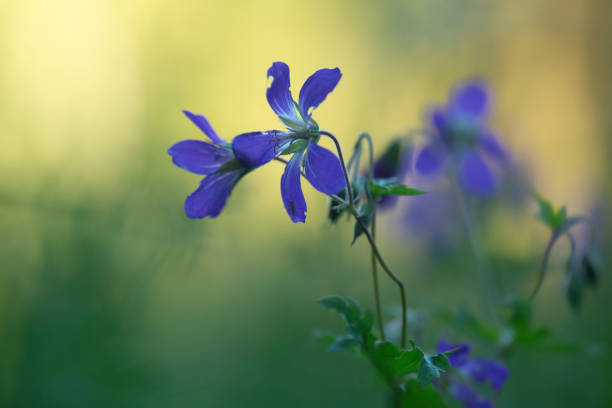 Flower spring background