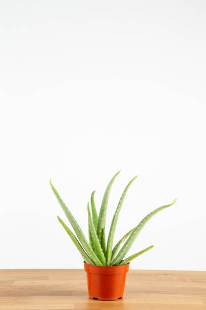 Aloe Vera plant