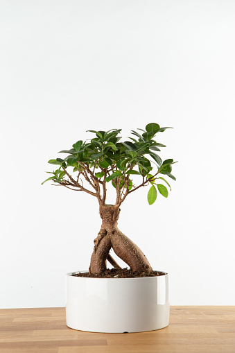 Small bonsai in black ceramic pot on wooden table