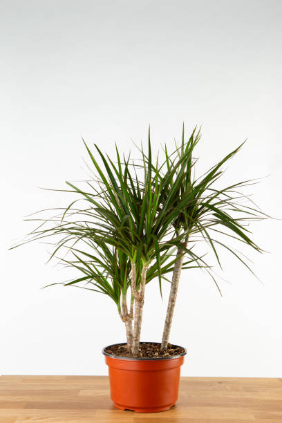istock Dracaena indoor plant 1370833974