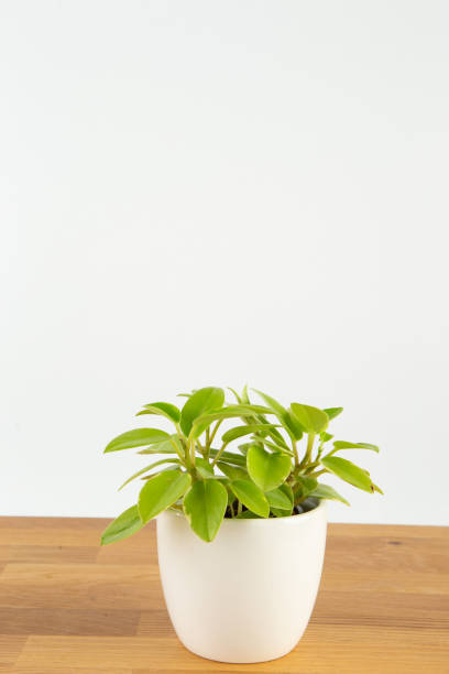 istock Cute indoor plant 1370833988