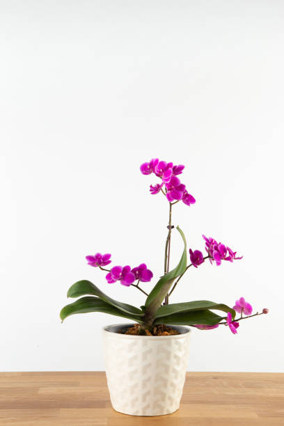 istock Purple indoor orchid 1370834002
