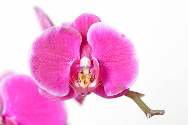 istock Purple indoor orchid 1370834004