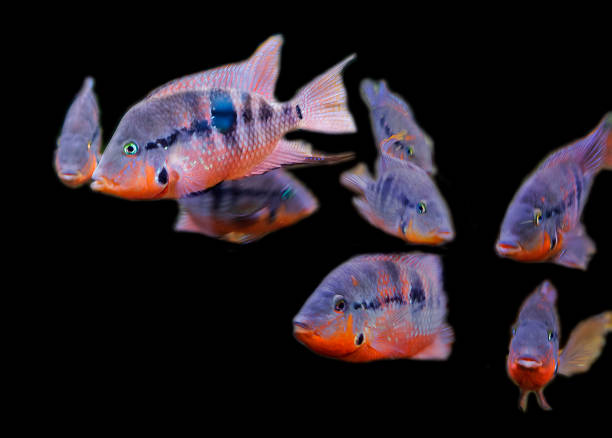 Firemouth cichlid (Thorichthys meeki) This is a bright representative of the American cichlid family. She is able to inflate the gills, scaring opponents. cichlid stock pictures, royalty-free photos & images