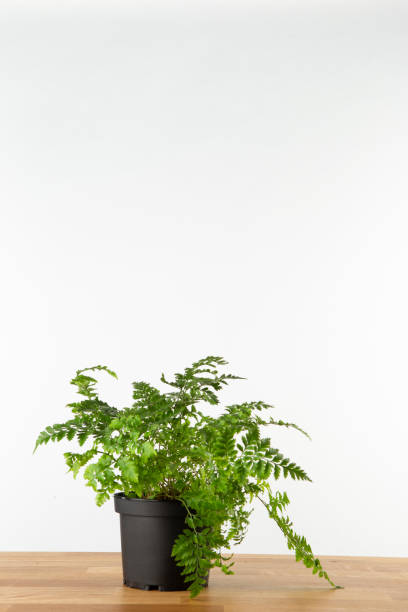 istock Indoor fern plant in black pot. 1370834021