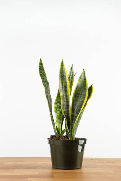 istock Indoor snake plant 1370834091