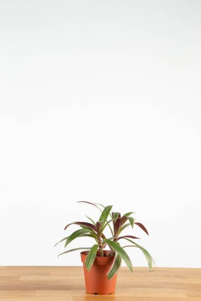 Miniature boatlily plant Tradescantia Spathacea commonly known as boat lily or moses in the cradle. cordyline fruticosa stock pictures, royalty-free photos & images