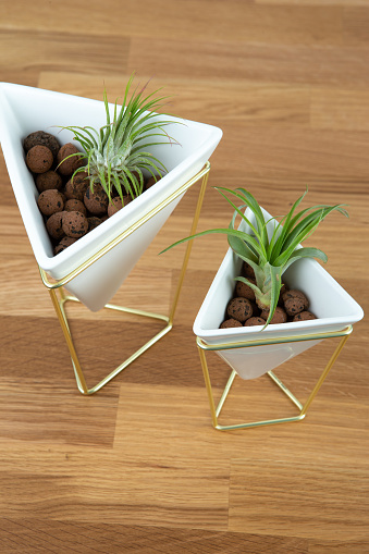 Air plant in white triangle shape ceramic pot on wooden table
