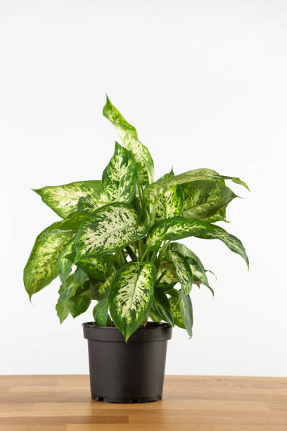 istock Dumb Cane Indoor house plant 1370834137