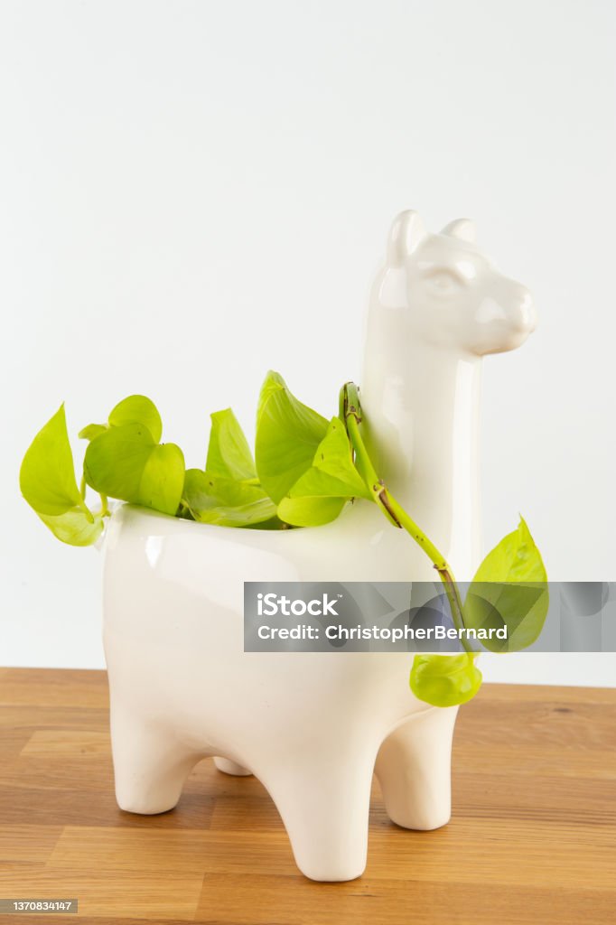 Decorative cute planter Golden Ivy in white camel planter Animal Stock Photo