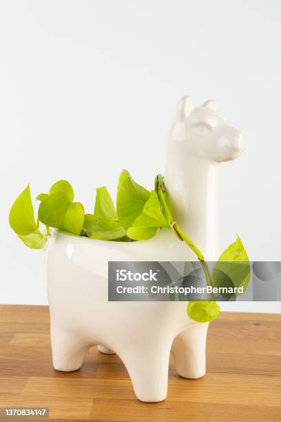 Decorative Cute Planter Stock Photo - Download Image Now - Animal, Animal Themes, Flower Pot