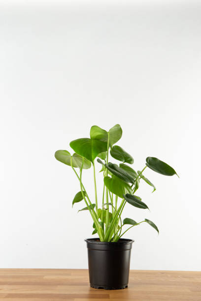 istock Swiiss cheese plant 1370834155