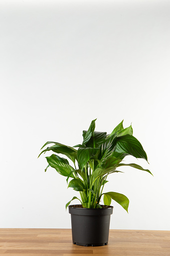 Spathiphyllum are commonly known as spathe or peace lilies. The plant does not need a large amounts of light or water to survive.
