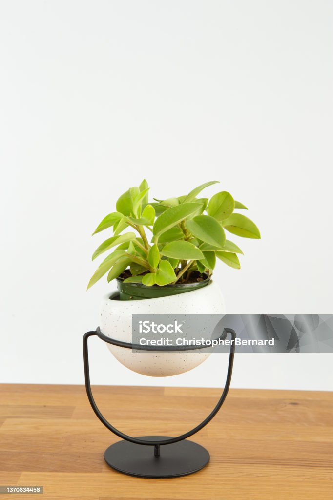 Cute indoor planter Peperomia Orba is a semi succulent type plant. Black Color Stock Photo