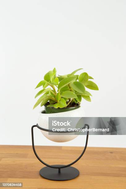 Cute Indoor Planter Stock Photo - Download Image Now - Black Color, Botany, Canada