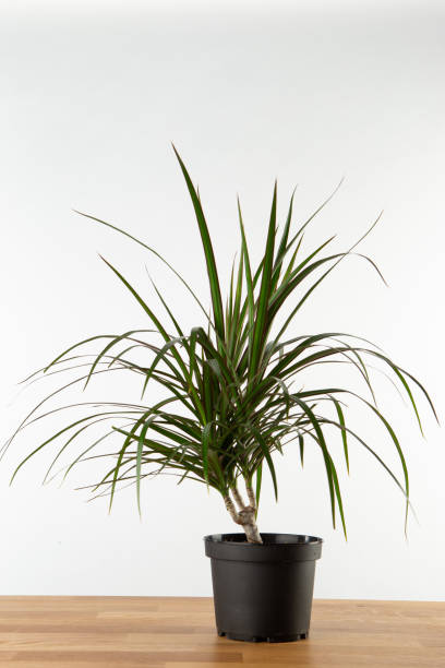istock Dracaena indoor plant 1370834479
