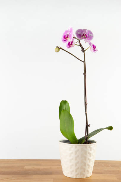 istock Purple indoor orchid 1370835029
