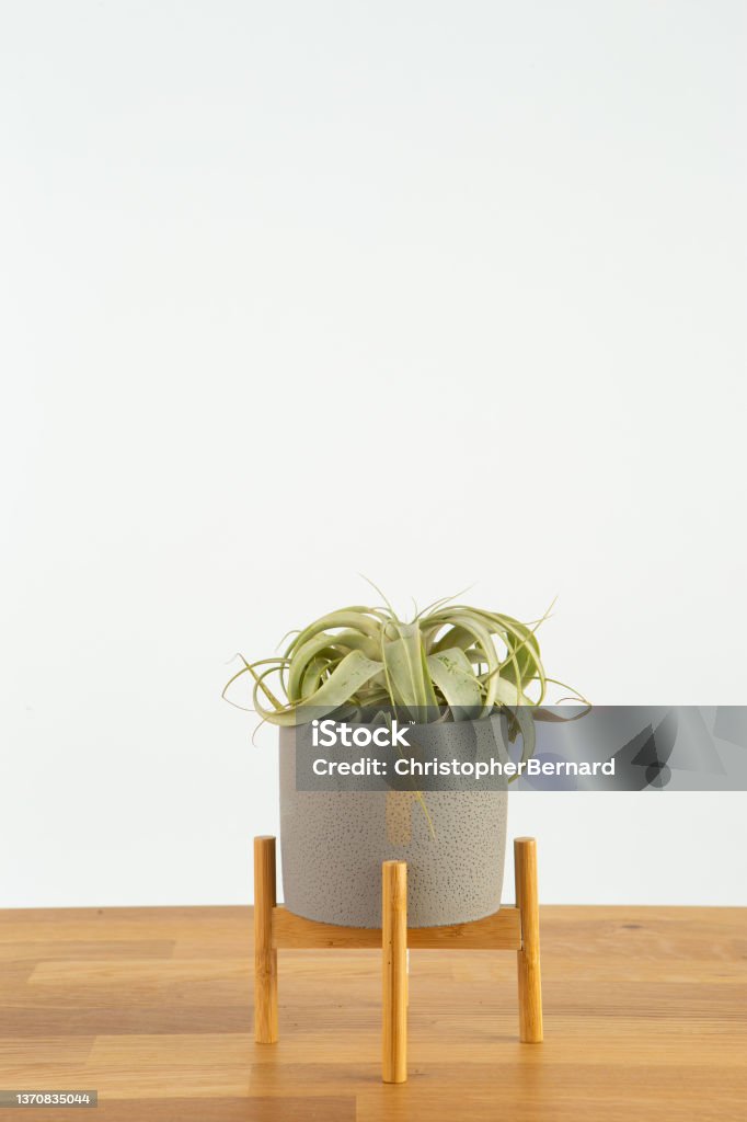 Indoor Air plant Air plant in gray ceramic pot on wooden table Air Plant Stock Photo