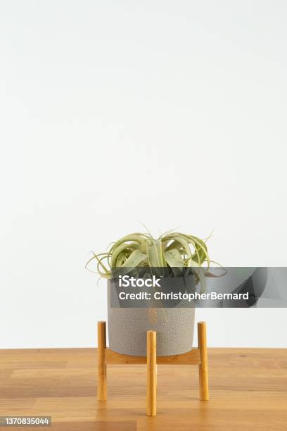 Indoor Air Plant Stock Photo - Download Image Now - Air Plant, White Background, Black Color