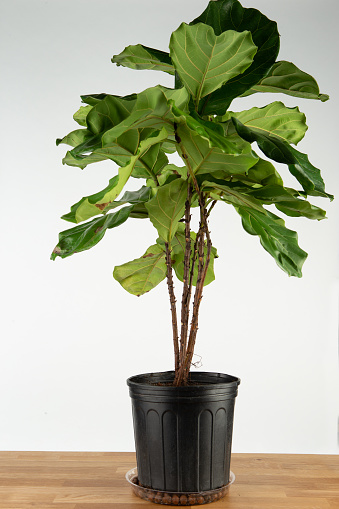 Ficus Shivereana tree in nice pot with white background, white table. The concept of minimalism, and nature lover
