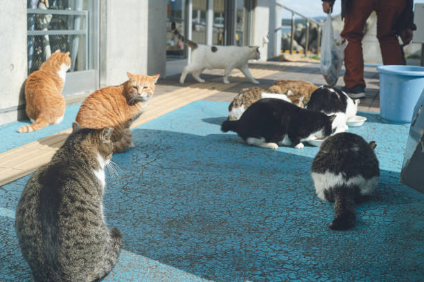 Stray cats at the Ainoshima Ferry Shingu Waiting Area, where the ferry to Aino island. stock photo