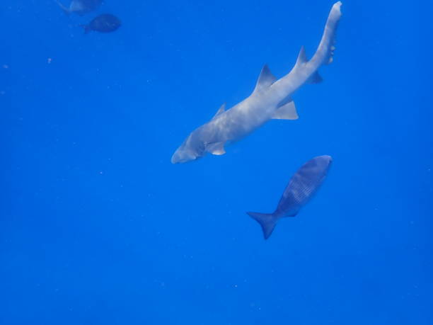istock Nurse shark in Maldives 1370836116