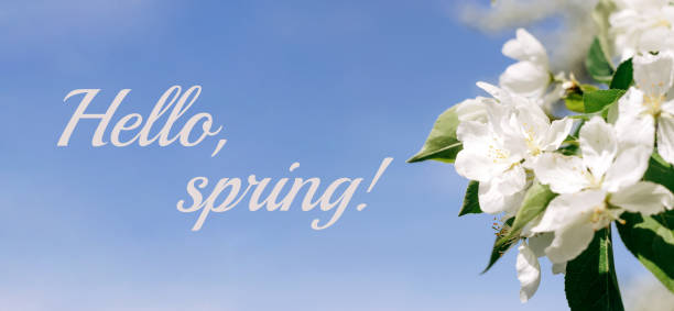 istock Blooming apple tree on the background of blue sky close-up.The inscription 