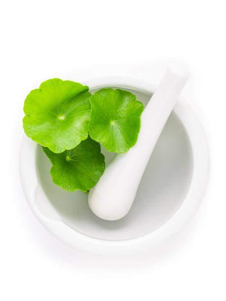 istock Close up centella asiatica leaves with white mortar isolated on white background top view. 1370838657