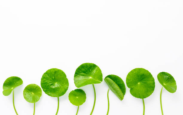 istock Close up centella asiatica leaves with rain drop isolated on white background top view. 1370838738