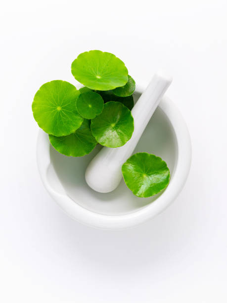 istock Close up centella asiatica leaves with white mortar isolated on white background top view. 1370839584