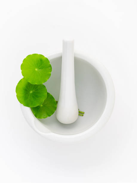 istock Close up centella asiatica leaves with white mortar isolated on white background top view. 1370839646