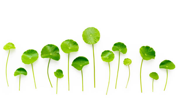 Close up centella asiatica leaves isolated on white background top view.