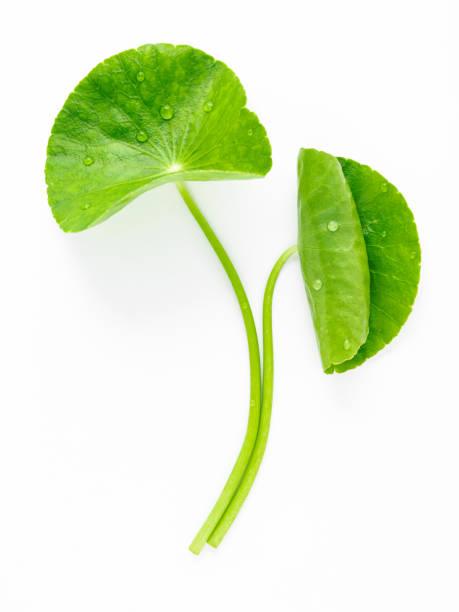 istock Close up centella asiatica leaves with rain drop isolated on white background top view. 1370839834