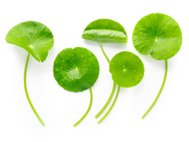 istock Close up centella asiatica leaves with rain drop isolated on white background top view. 1370839953