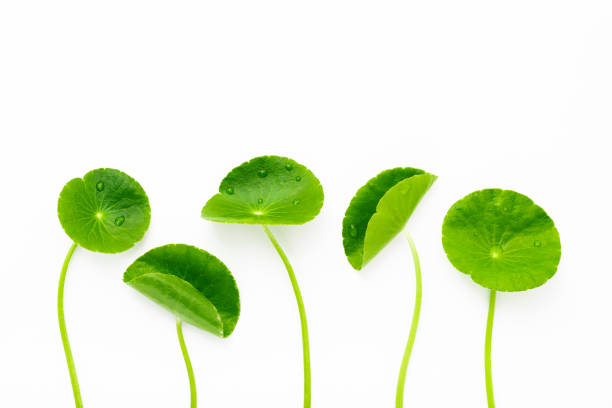 istock Close up centella asiatica leaves isolated on white background top view. 1370839992