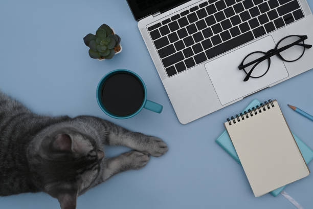 istock Above view cute cat, laptop computer, coffee cup and notebook on blue background. 1370840145