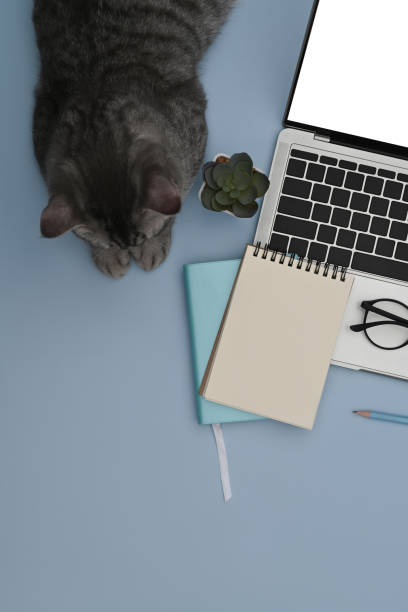 istock Lovely cat, laptop computer and notebook on blue background. 1370840254