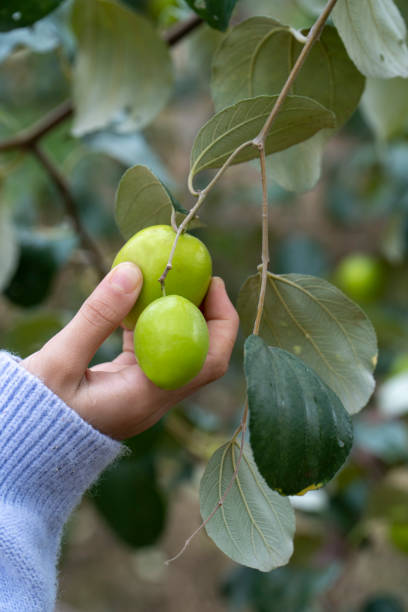 istock Picking green dates in the orchard 1370841287