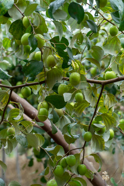 istock Jujube trees in fruit plantations 1370841319