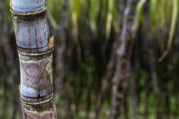 istock Mature sugarcane grown in the plantation 1370841417