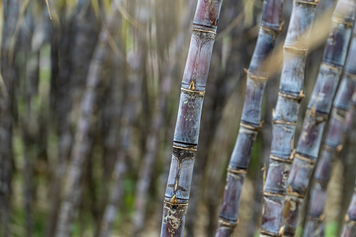 Mature sugarcane grown in the plantation