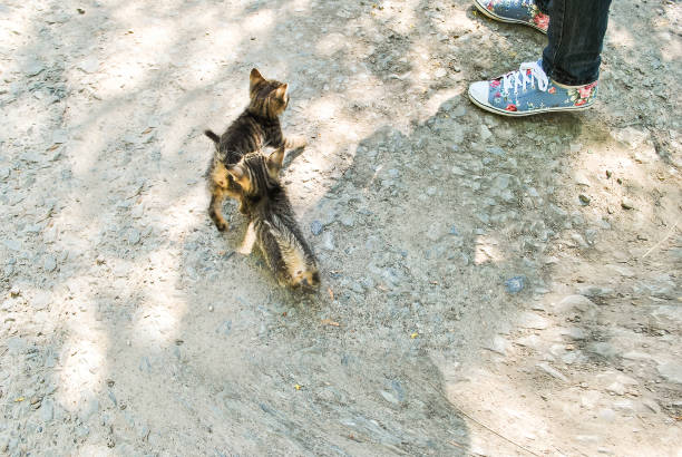 Two stray tabby kittens near female legs