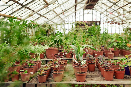 Plants growing in a rusty greenhouse