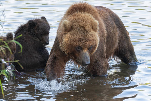ogromna matka kamczackiego niedźwiedzia brunatnego z dwoma niedźwiadkami łowiącymi czerwone łososie podczas tarła w rzece - bear hunting zdjęcia i obrazy z banku zdjęć