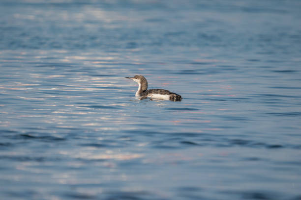 Black-throated Loon Black-throated Loon (Gavia arctica) floating in the sea arctic loon stock pictures, royalty-free photos & images