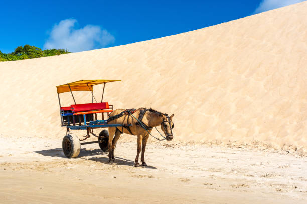 Free Stock Photo of Horse Drawn Carriage on Sandy Beach | Download Free ...