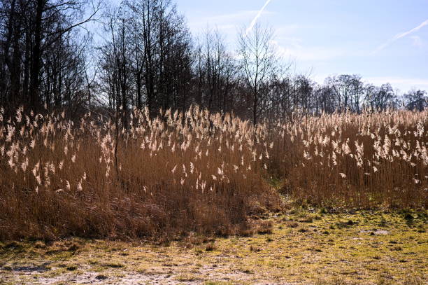 istock Lake shore with dried reed in early spring 1370849013