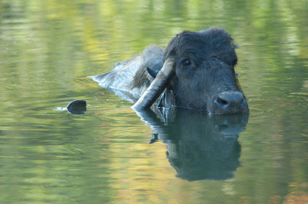 istock Water buffalo Bubalus bubalis in the Hiran river. 1370849034