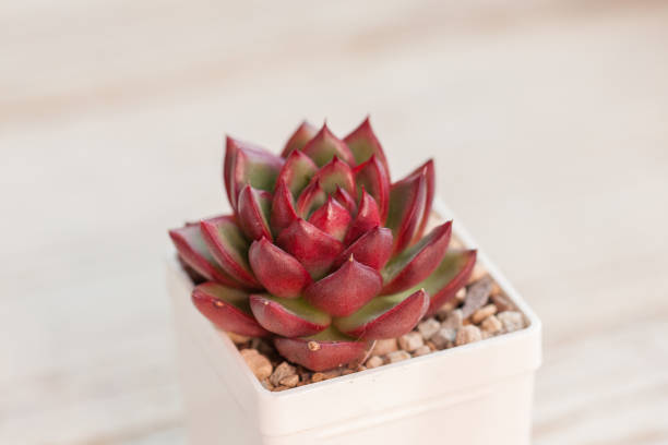 Red echeveria Rubra flower on white background