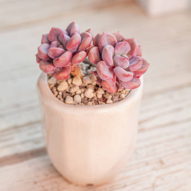 Pink echeveria Cupid flowers in white ceramic pot on wooden background Pink echeveria Cupid flowers in white ceramic pot on wooden background Graptoveria stock pictures, royalty-free photos & images